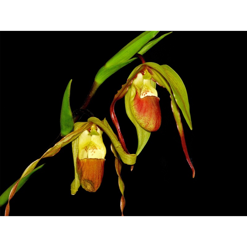 Phragmipedium x roethianum
