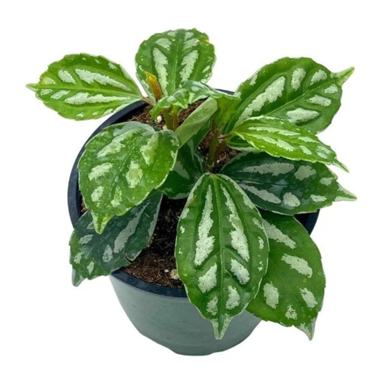 Pilea cadierei – Aluminum Plant
