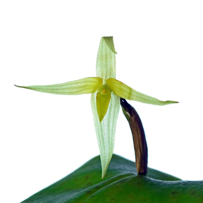 Pleurothallis index