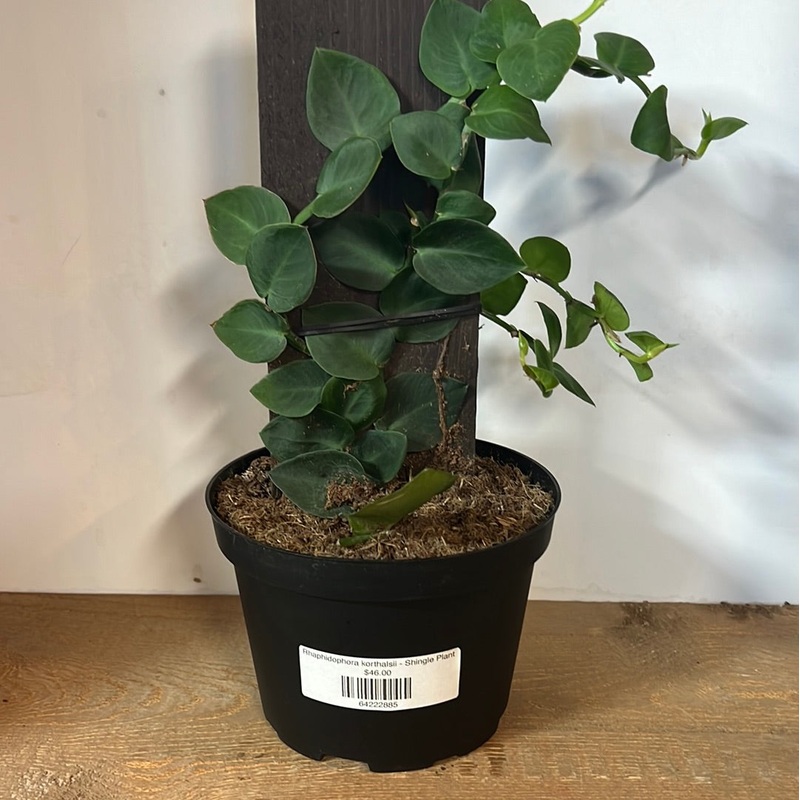 Rhaphidophora korthalsii – Shingle Plant