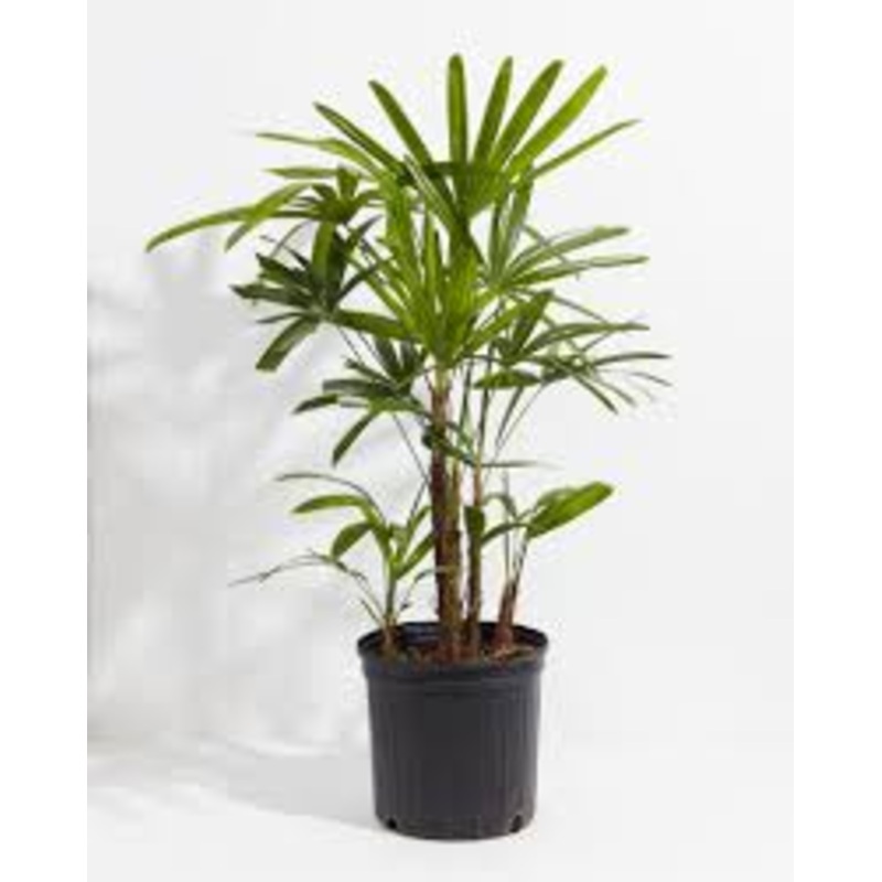 Rhapis excelsa – Lady Palm|6″|10