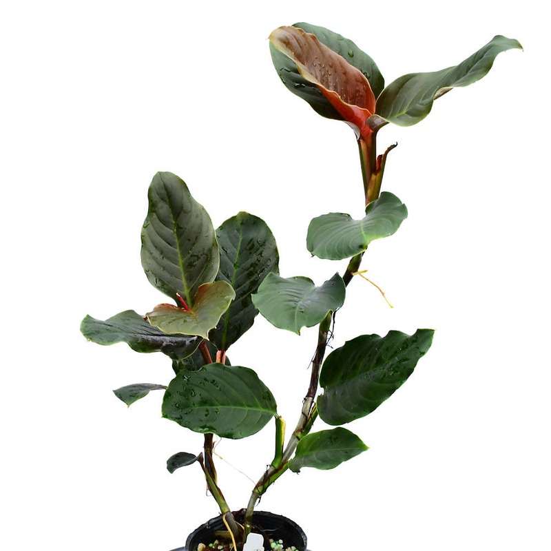 Rhodospatha sp Red