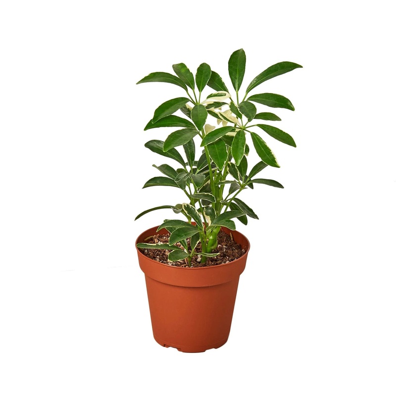 Schefflera arboricola – Variegated Umbrella Tree