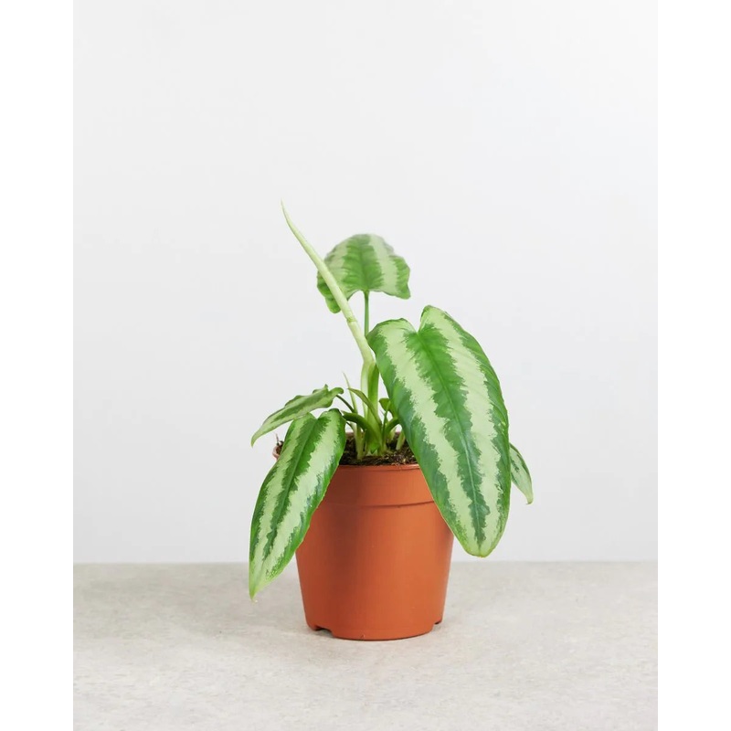 Schismatoglottis Wallichii|4″|6″