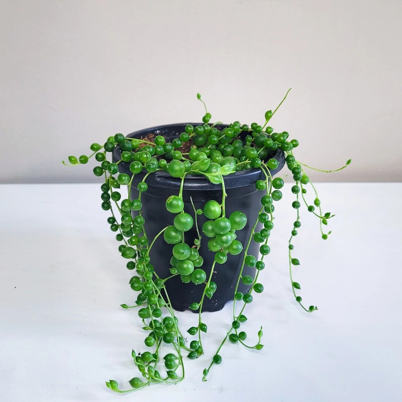 Senecio rowleyanus – String of Pearls