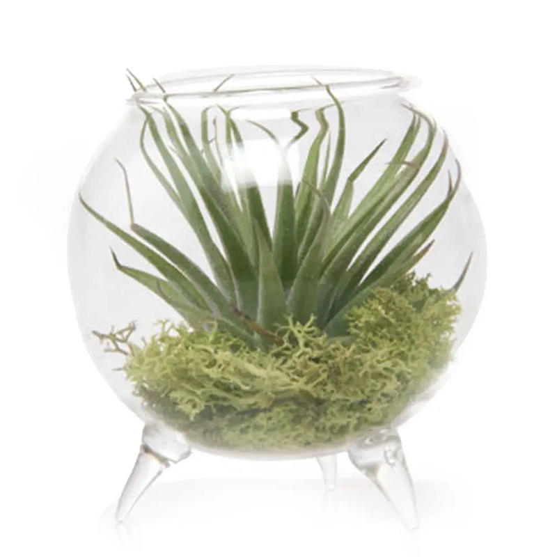 Single Glass Terrarium