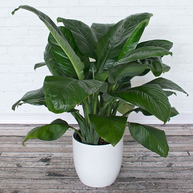 Spathiphyllum Sensation – Peace Lily