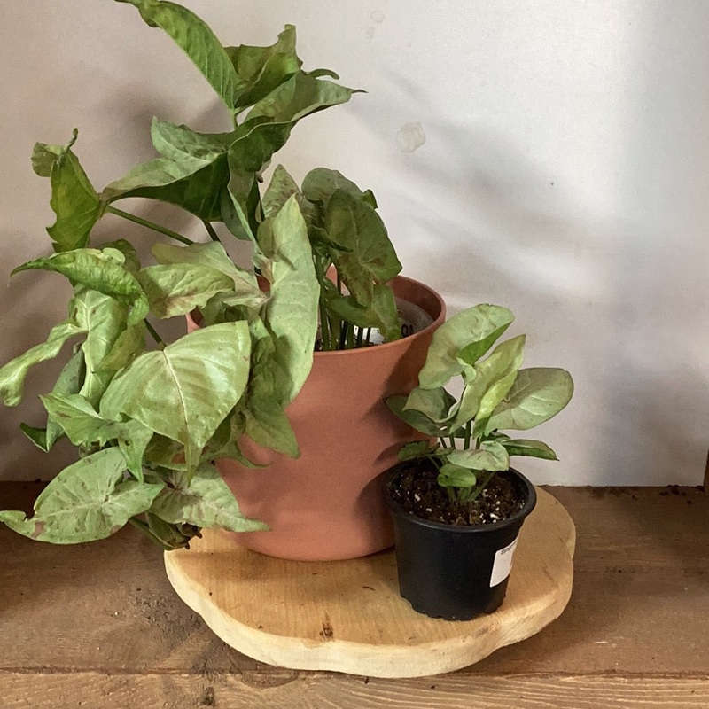 Syngonium podophyllum – Milk Confetti