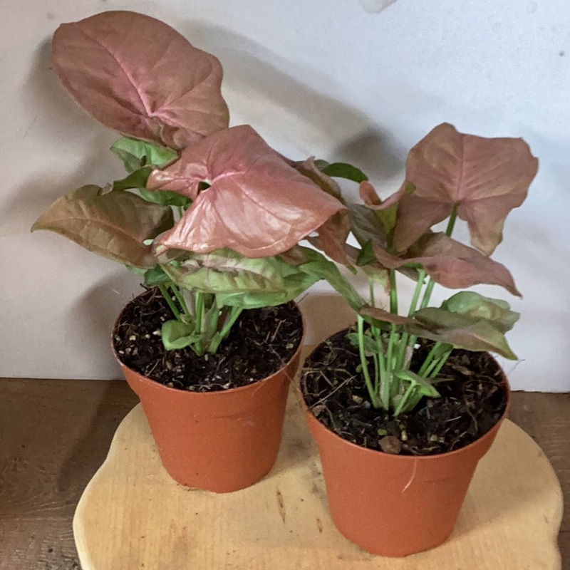 Syngonium podophyllum – Neon Robusta