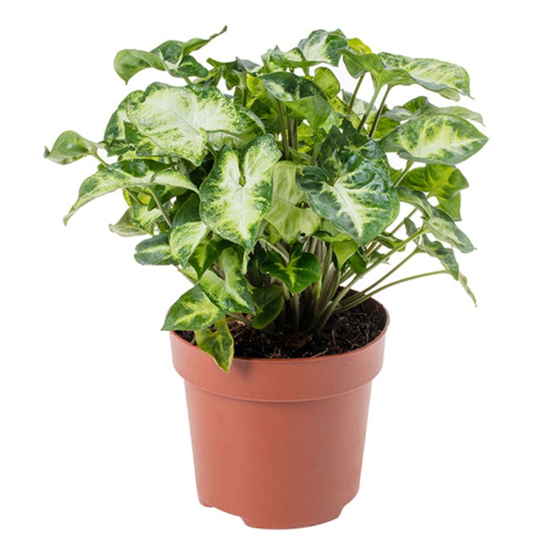 Syngonium podophyllum – Pixie|3.5″|4″