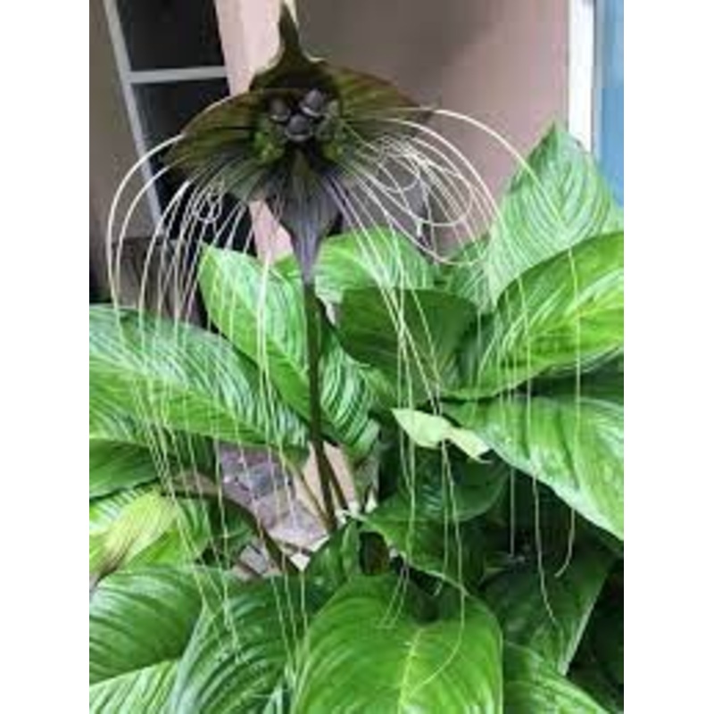 Tacca Chantrieri Black – Black Bat Plant