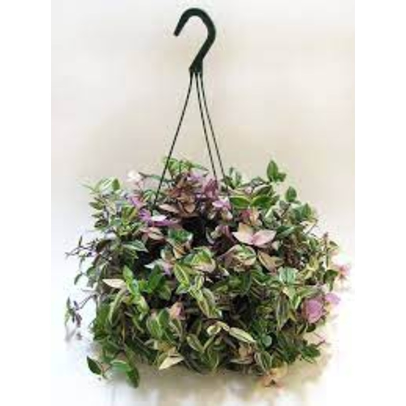 Tradescantia Quadricolour|6″HB