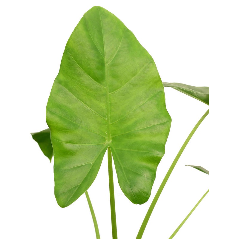 Xanthosoma undipes