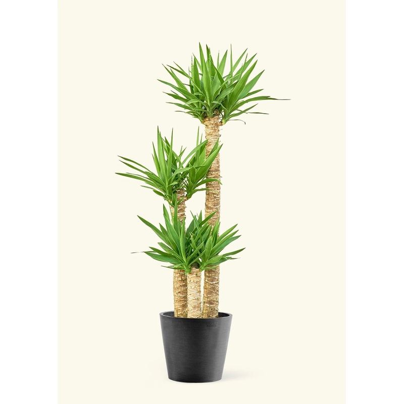 Yucca gigantea – Yucca Cane|10″ (3ppp)|10″ (1ppp)|12″|8″ (1ppp)
