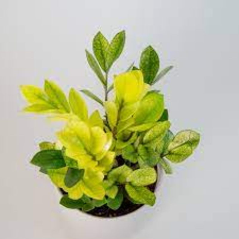 Zamioculcas Zamifolia – Chameleon ZZ
