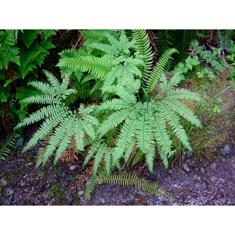 Adiantum viridimontanum  Green Mountain maidenhair fern