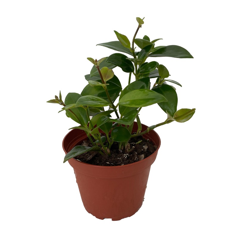 Aeschynanthus obconicus – Lipstick Plant ‘Mona Lisa’
