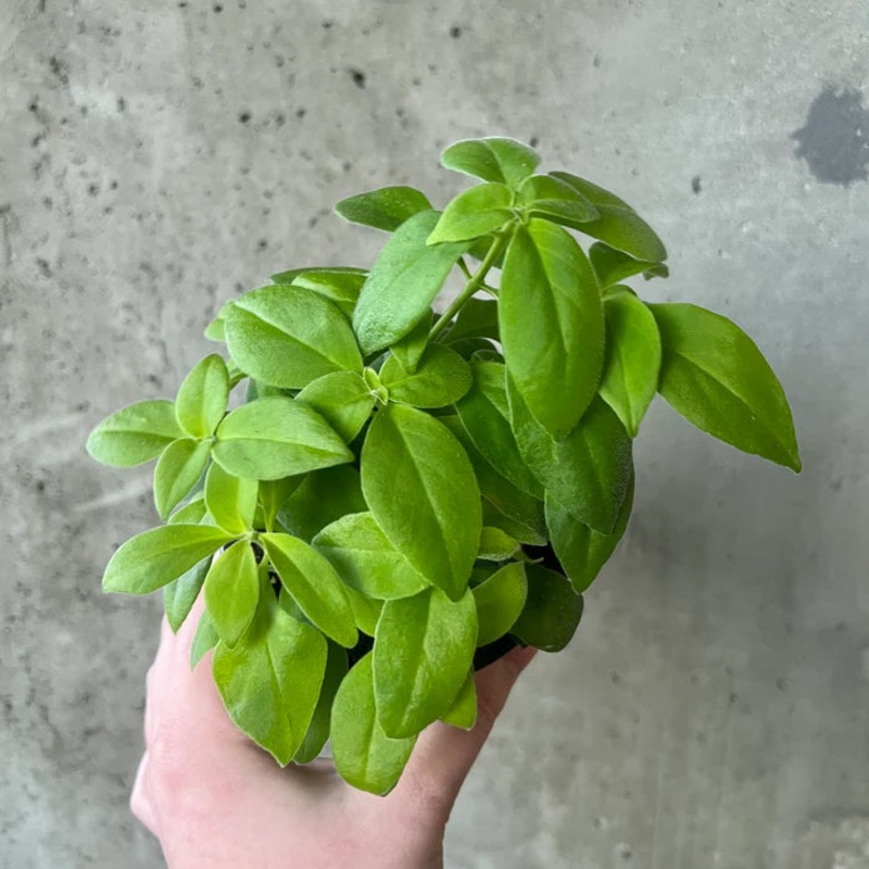 Aeschynanthus radicans – Anteres Lipstick