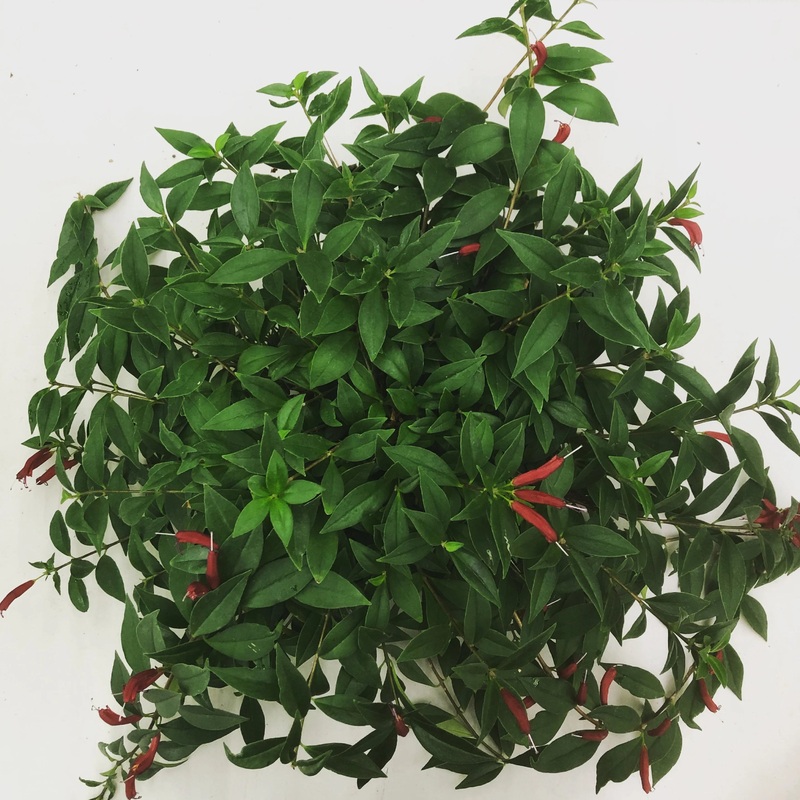 Aeschynanthus spp. – Lipstick Purple Star