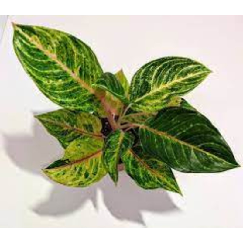 Aglaonema Green Papaya – Chinese Evergreen