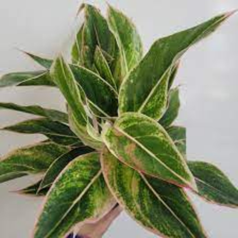 Aglaonema Pink Siam – Chinese Evergreen