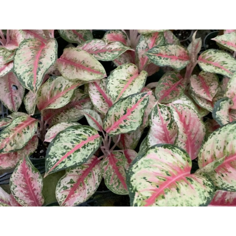 Aglaonema ‘Red Legacy’