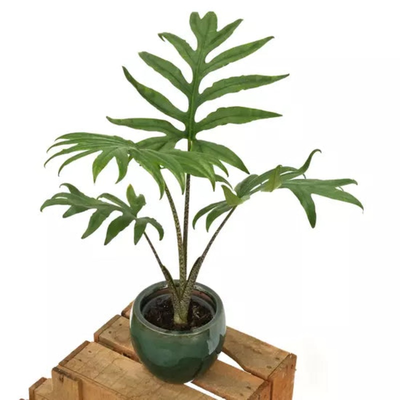 Alocasia brancifolia|4″