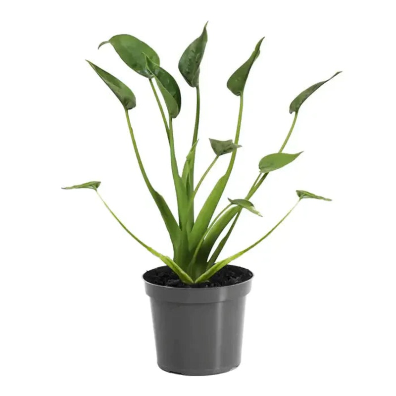 Alocasia brisbanensisAlocasia odora – Tiny Dancer