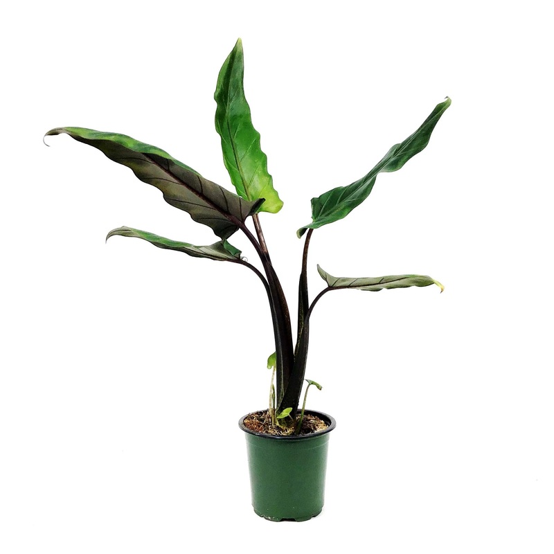 Alocasia lauterbachiana – Purple Sword