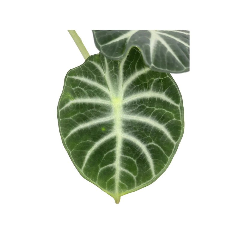 Alocasia reginula Ninja