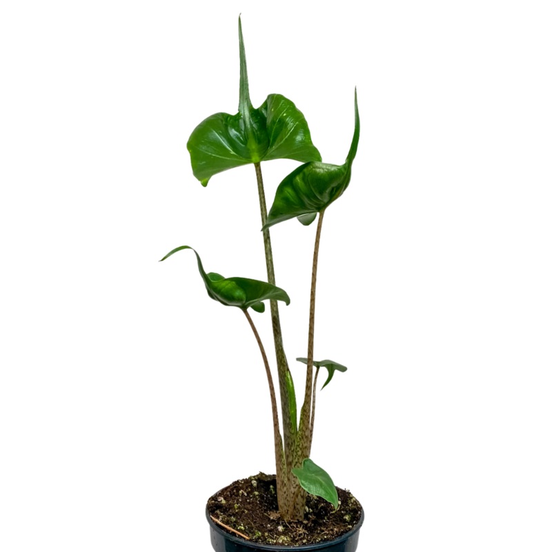 Alocasia Stingray|4″|10″