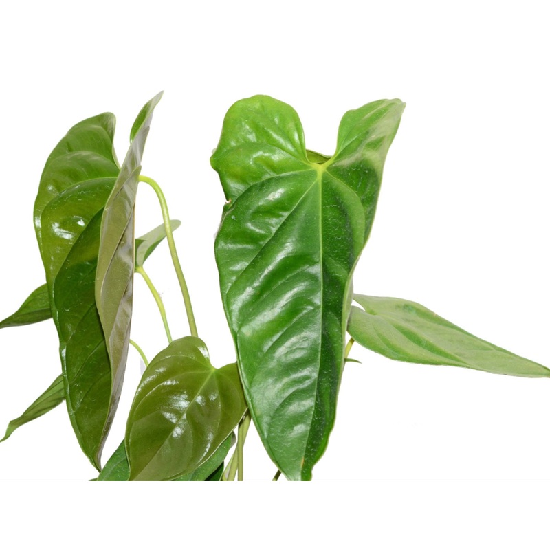 Anthurium calense