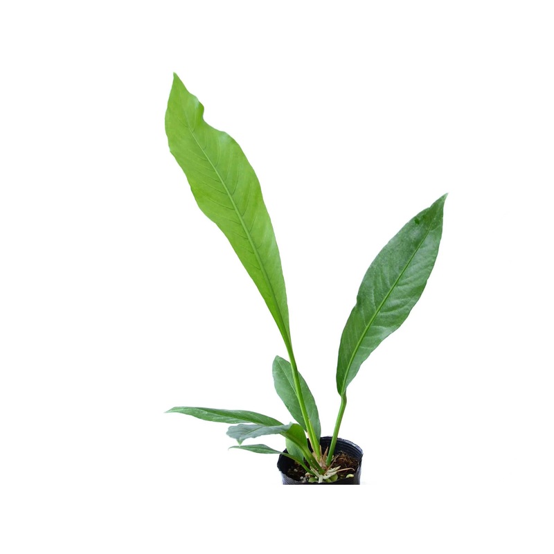 Anthurium campii