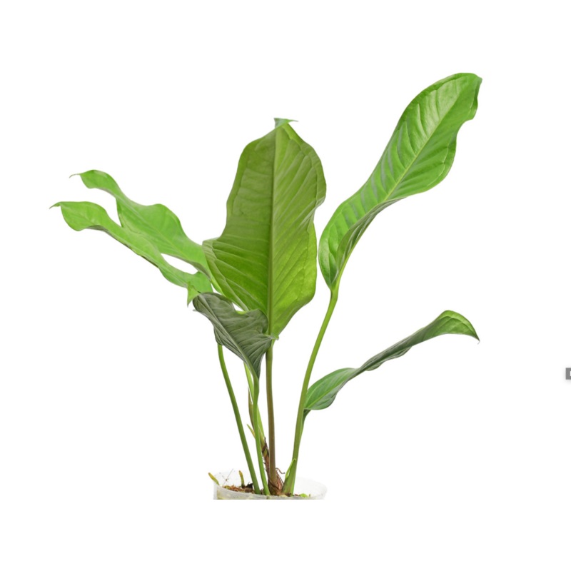 Anthurium gracile San Rafael