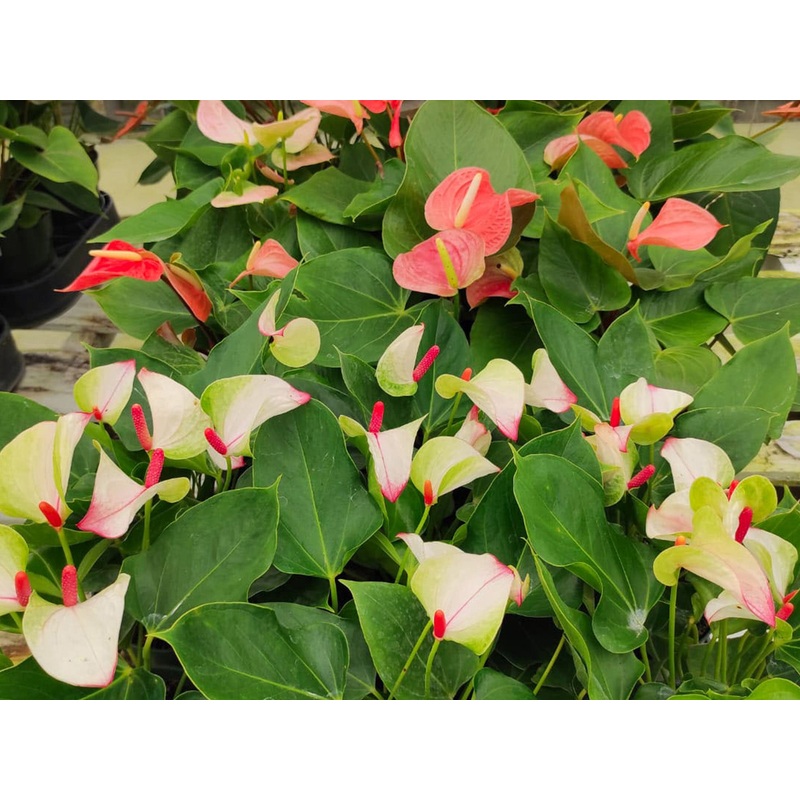 Anthurium Hybrid – Color Flower