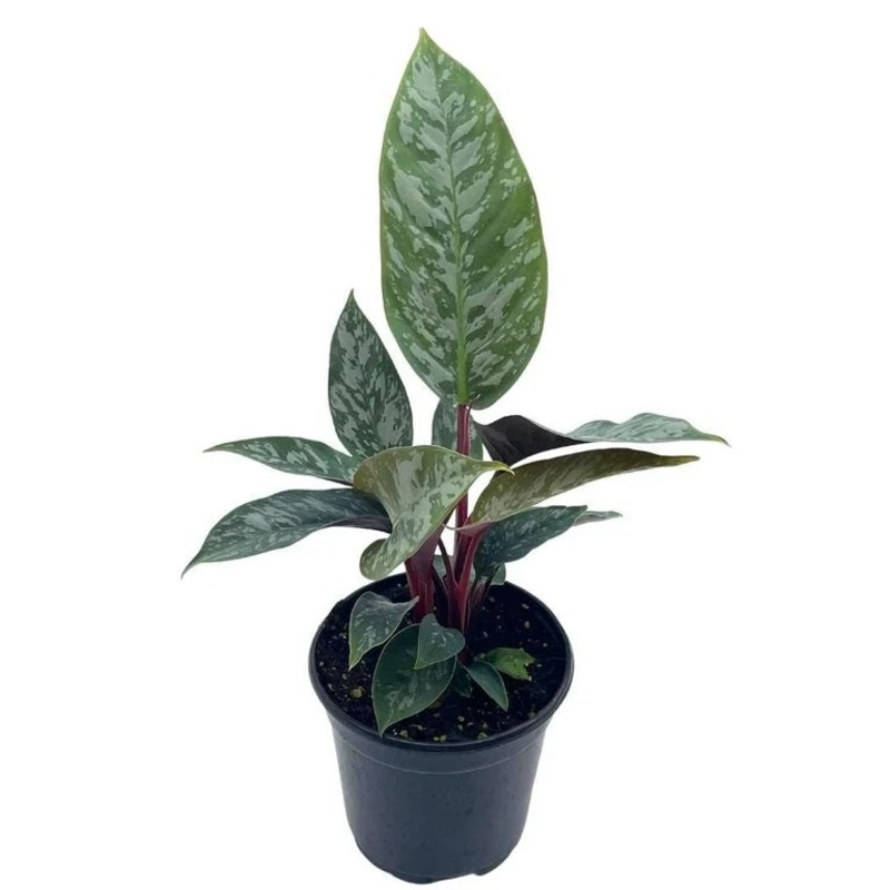 Apoballis acuminatissima – Lavallei