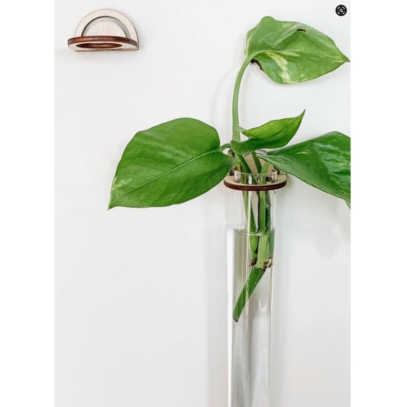 Arch Hanging Propagation Set|Individual|2 Pack