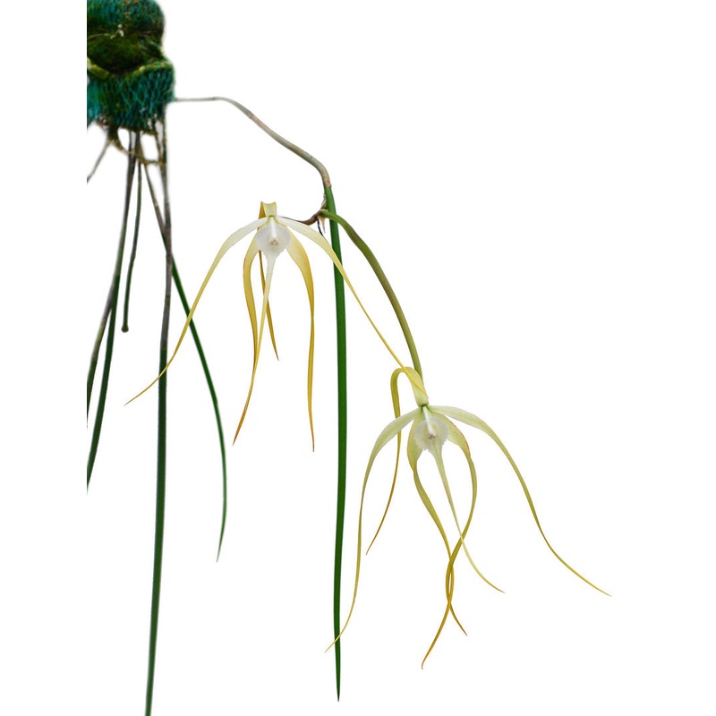 Brassavola cucullata