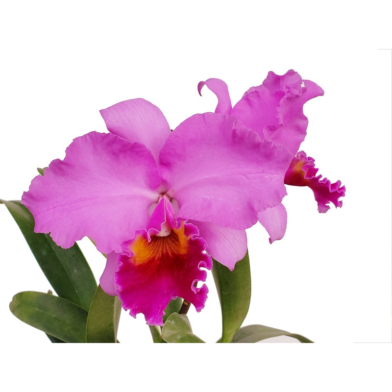 Brassolaeliocattleya Strong Men