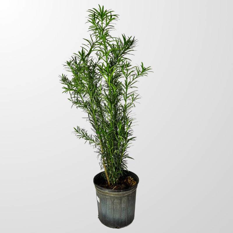 Buddhist Pine-Maki – Podocarpus macrophyllus