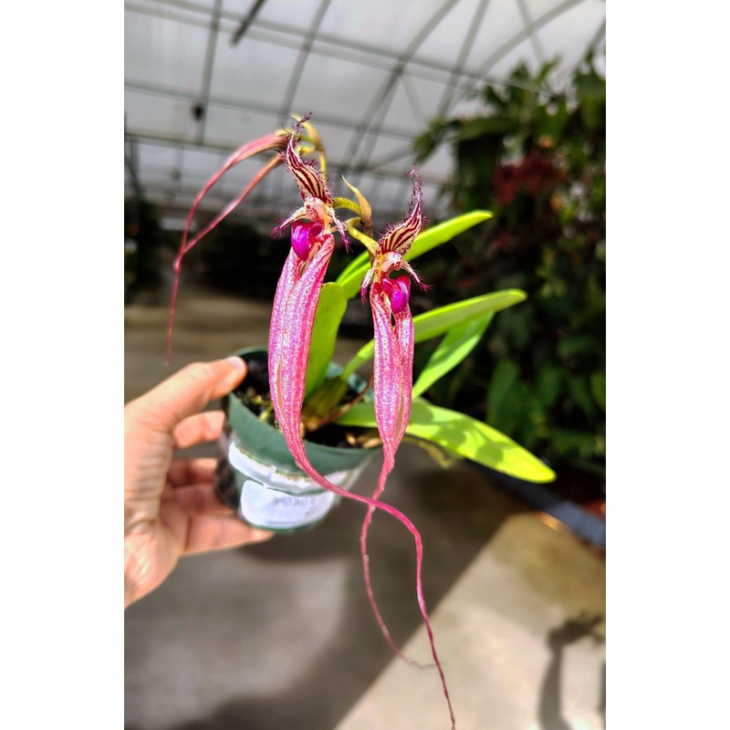 Bulbophyllum Doris Dukes