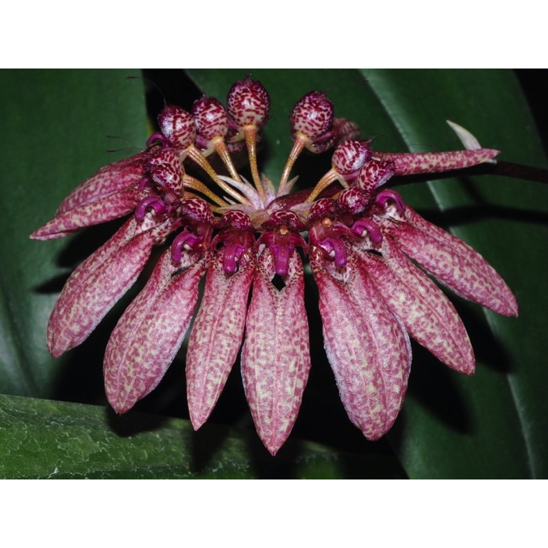 Bulbophyllum picturatum