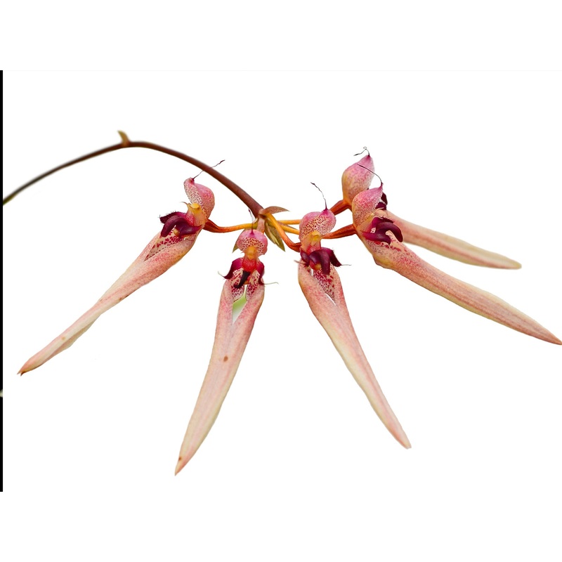 Bulbophyllum umbellatum Syn. trisetum
