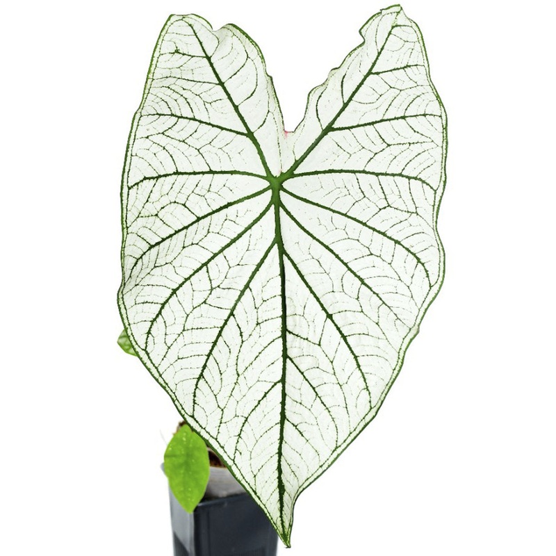 Caladium candidum