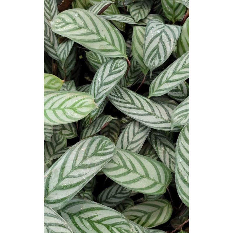 Calathea bachemiana – Goeppertia bachemiana