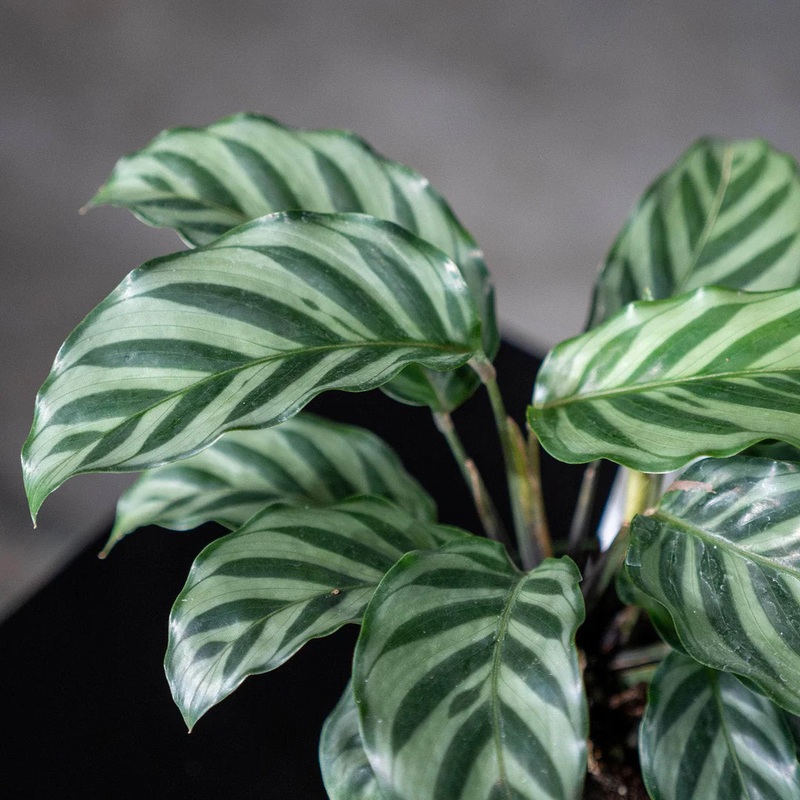 Calathea Concinna – Calathea Freddie