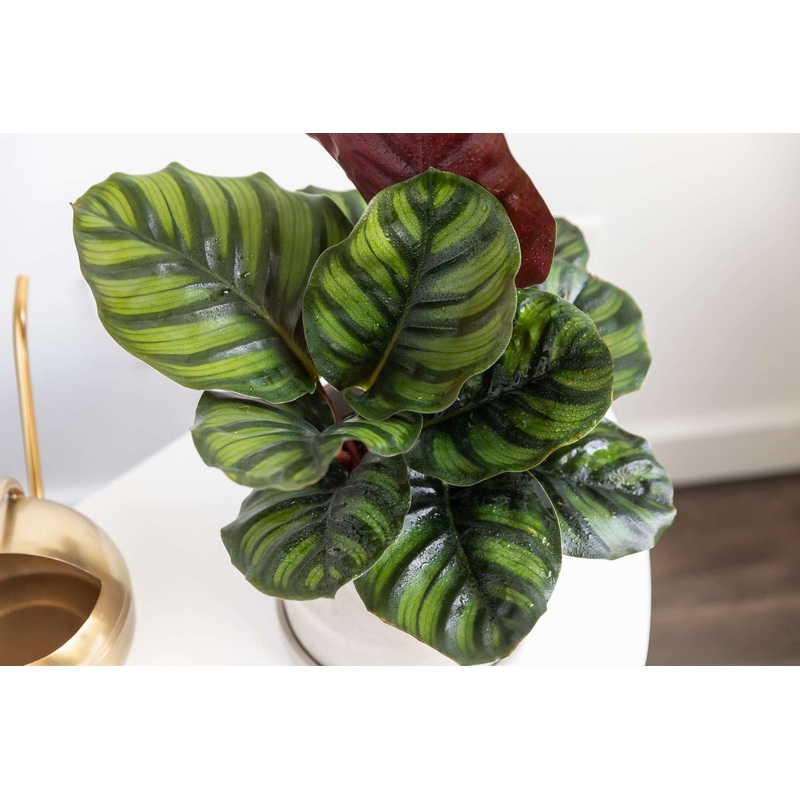 Calathea fasciata