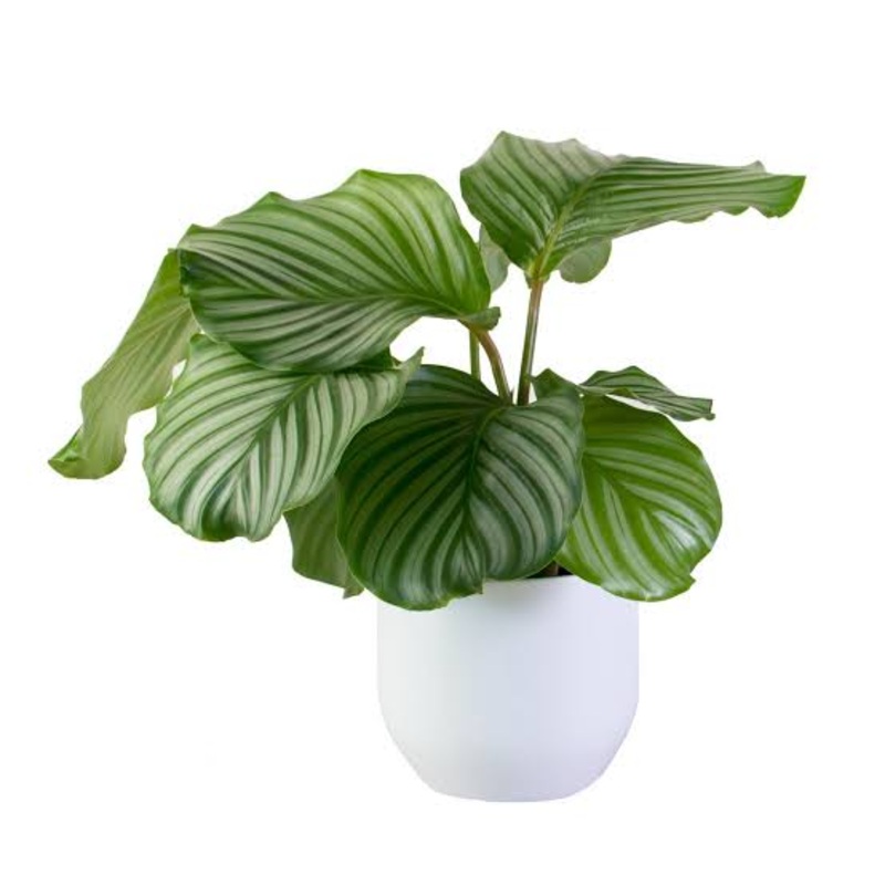 Calathea orbifolia|4|6″|10″