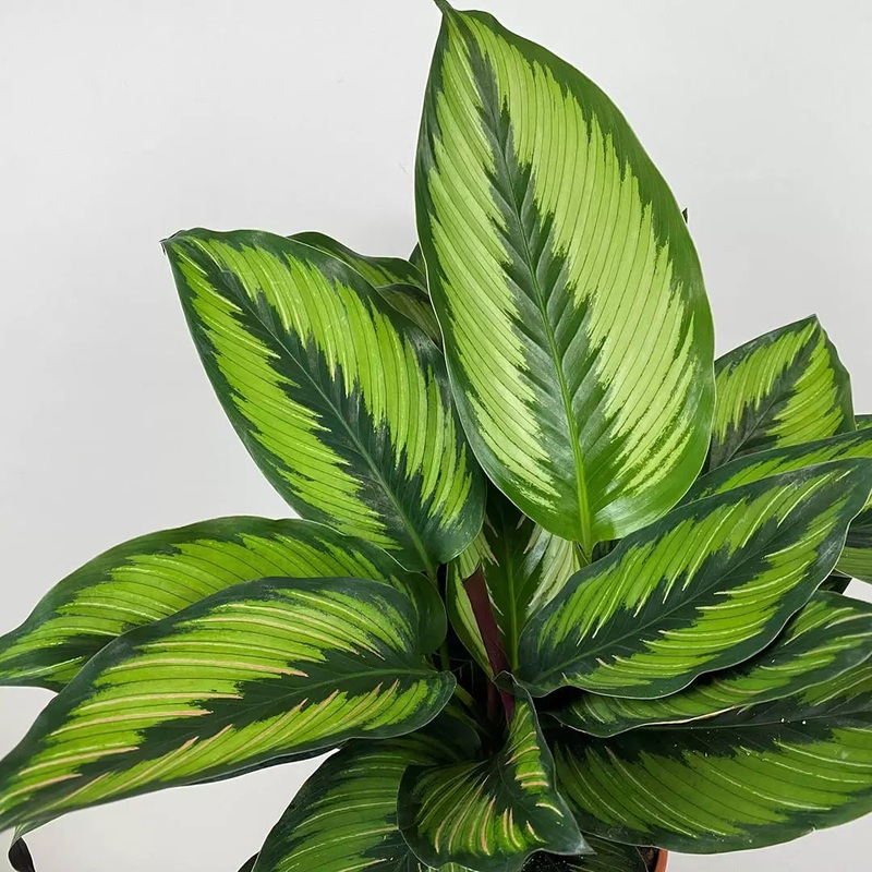 Calathea ornata – Beauty Star|6″|10″