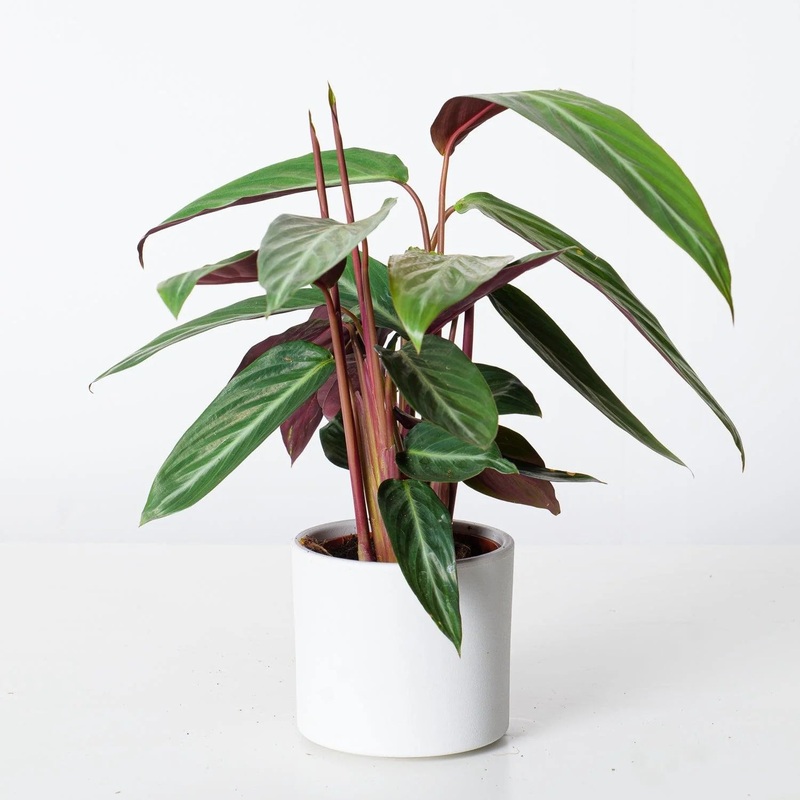 Calathea Stripestar|4″|6″